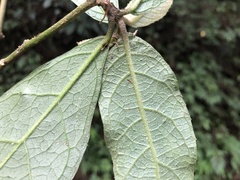 Decaneuropsis gratiosa