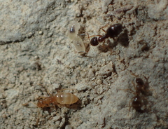 Plagiolepis grassei