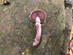 Cortinarius flexipes