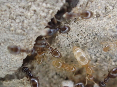 Plagiolepis grassei