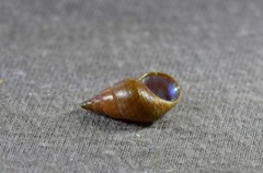 Phasianotrochus eximius