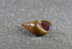 Phasianotrochus eximius