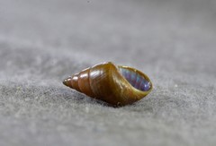 Phasianotrochus eximius