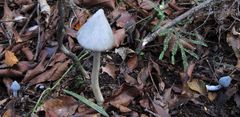 Entoloma hochstetteri