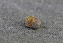 Cantharidella picturata