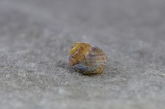 Cantharidella picturata