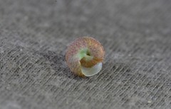 Cantharidella picturata