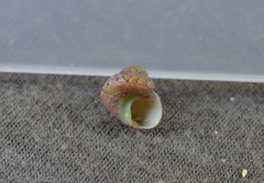 Cantharidella picturata