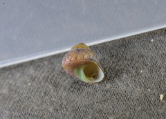 Cantharidella picturata