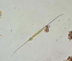 Closterium kuetzingii