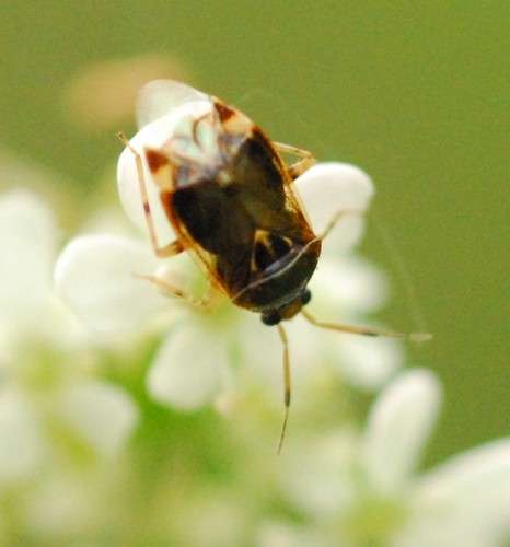 Trumpoji Žolblakė nuotrauka