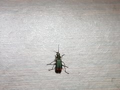 Anthomalachius spinosus