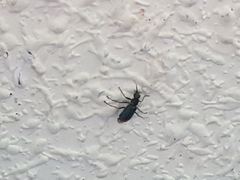 Anthomalachius spinosus