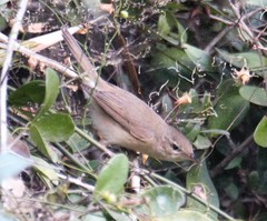 Acrocephalus dumetorum