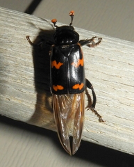 Nicrophorus sayi