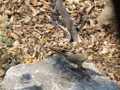 Morococcyx erythropygus