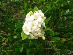 Murraya paniculata