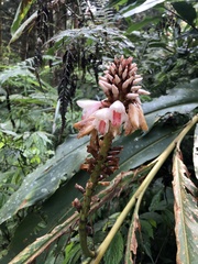 Alpinia shimadae