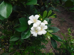 Murraya paniculata