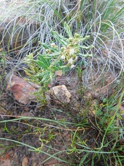 Aspidoglossum heterophyllum