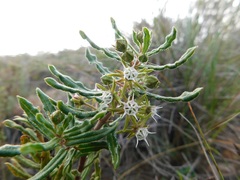 Aspidoglossum heterophyllum