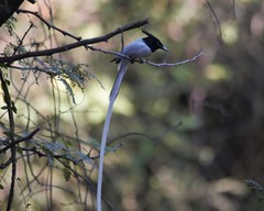 Terpsiphone paradisi