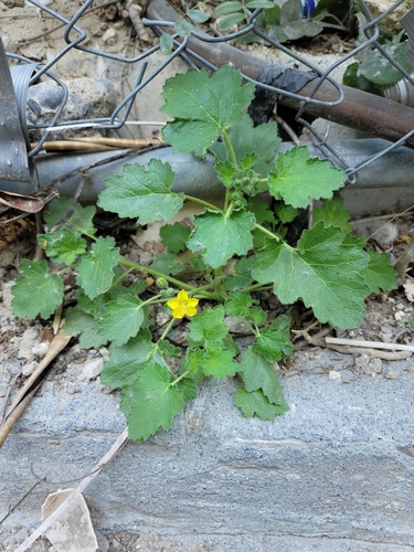 Lobed-leaf stingbush (Eucnide lobata)