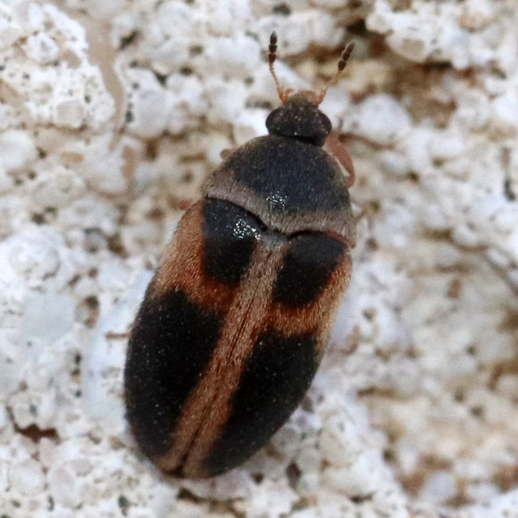 Novelsis horni