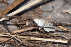 Semioscopis avellanella