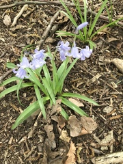 Hyacinthoides hispanica