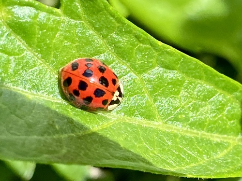iNaturalist observation photo of Asian Lady Beetle