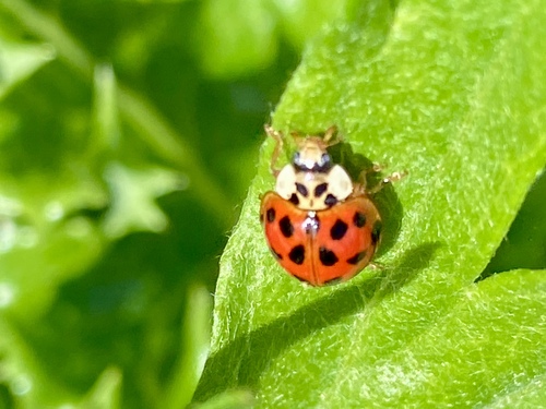 iNaturalist observation photo of Asian Lady Beetle