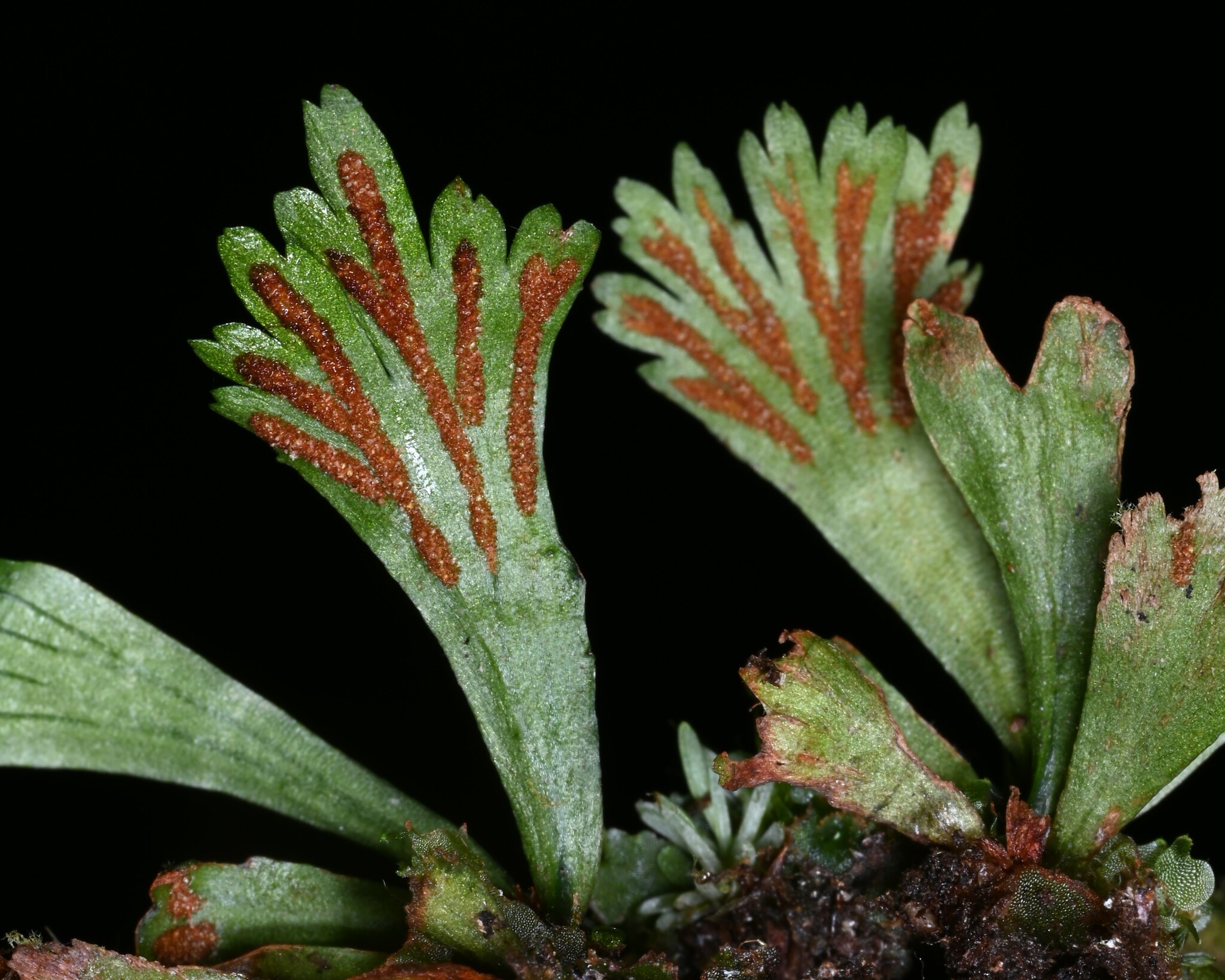 Hecistopteris pumila