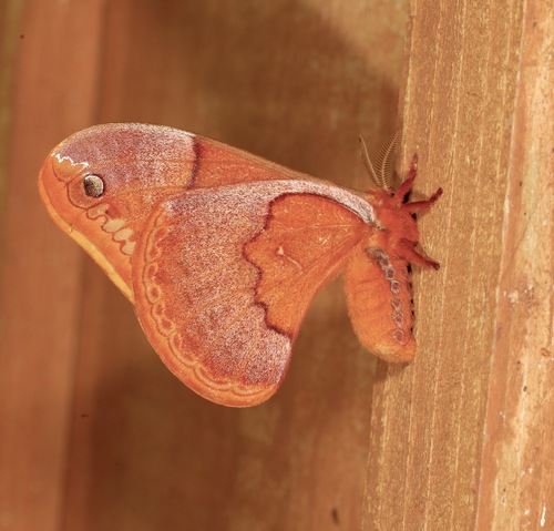 Sweetbay Silkmoth photo 2