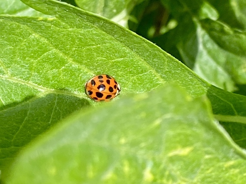 iNaturalist observation photo of Asian Lady Beetle