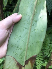 Alpinia shimadae