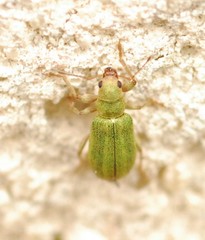 Pachyrhinus lethierryi