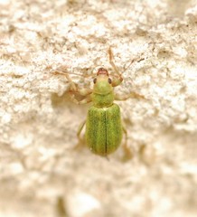 Pachyrhinus lethierryi