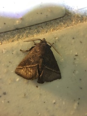 Quasithosea obliquistriga