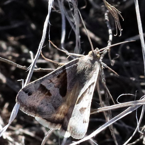 Forage Looper Moth photo 5