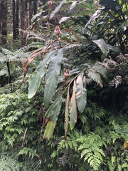 Alpinia shimadae