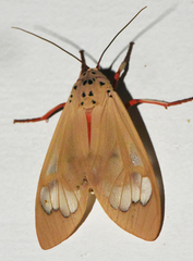 Amerila madagascariensis