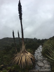 Puya goudotiana