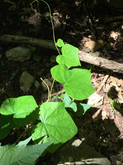 Menispermum canadense