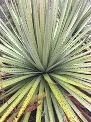 Puya goudotiana