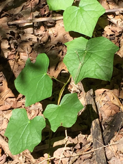 Menispermum canadense