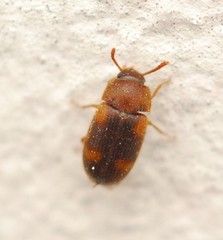 Mycetophagus quadriguttatus