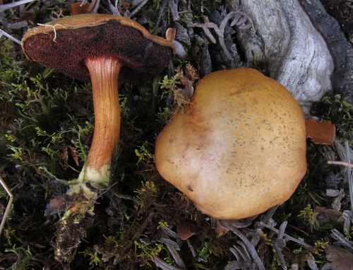 Peppery Bolete