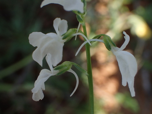 Linaria texana