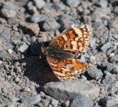 Phyciodes mylitta